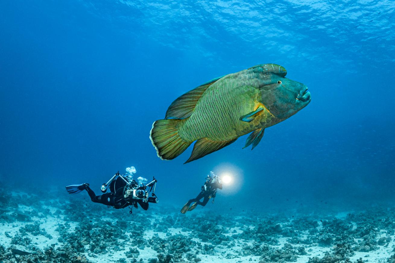 You might just find a lifetime buddy on a liveaboard dive like this one in the Red Sea. 