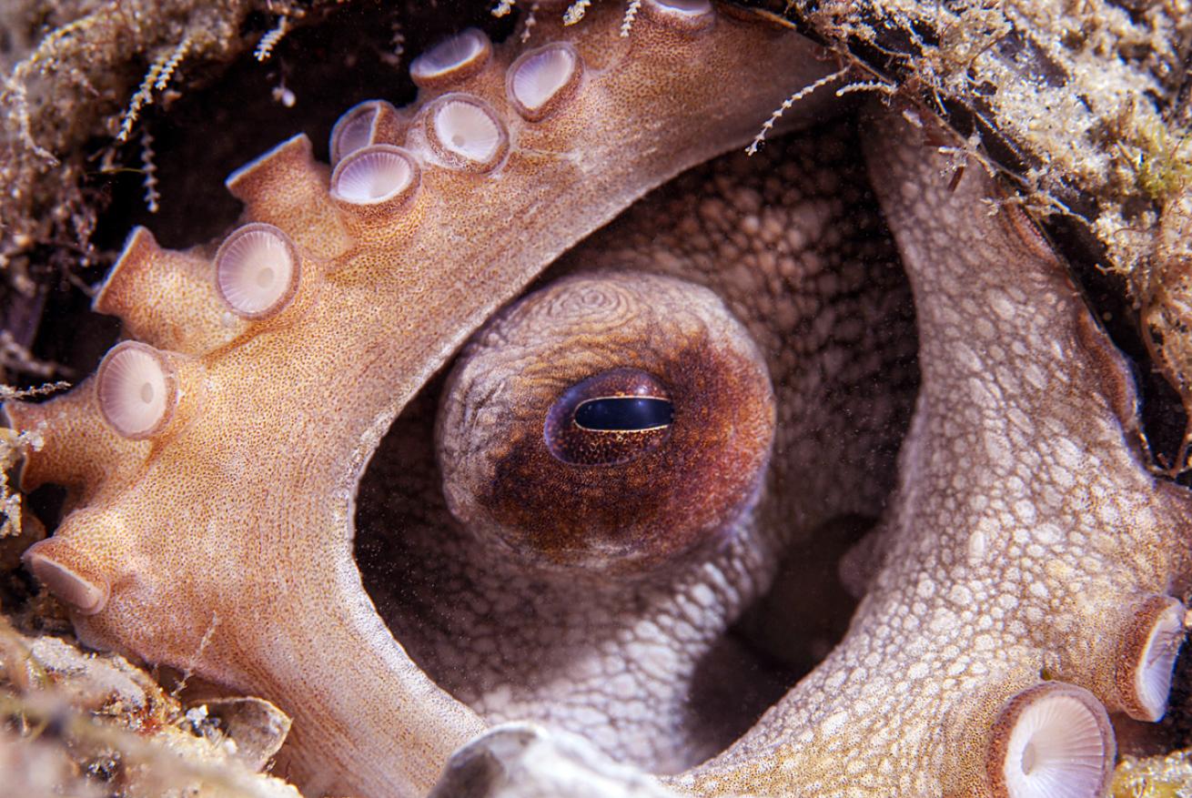 Seeking out critters such as octopuses hiding in the muck