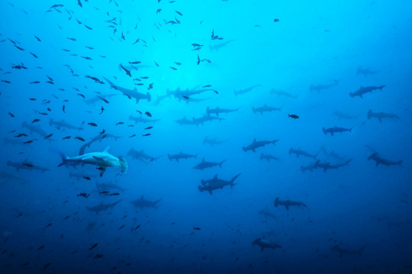 Scalloped hammerheads school by the dozen in the Galapagos.