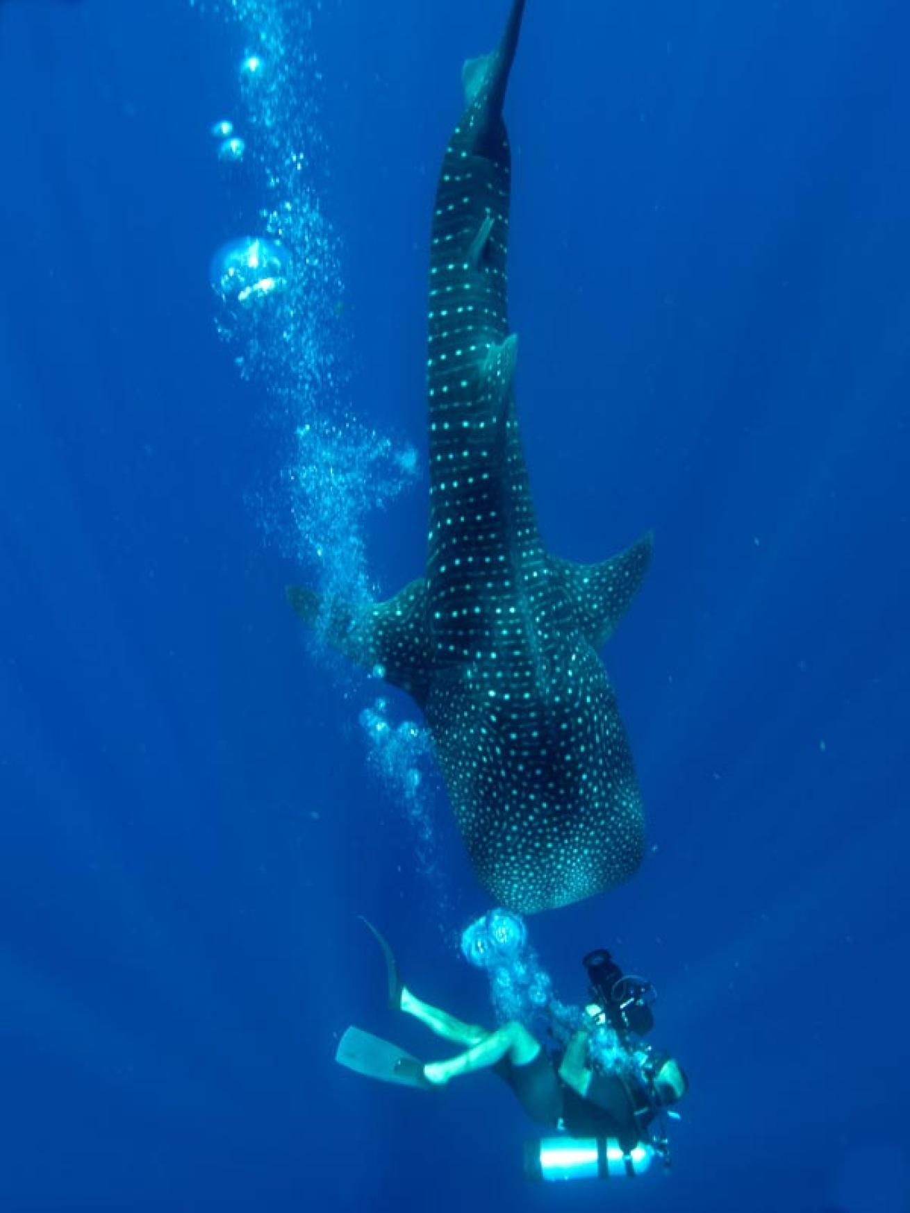 whale shark, Gladden Spit