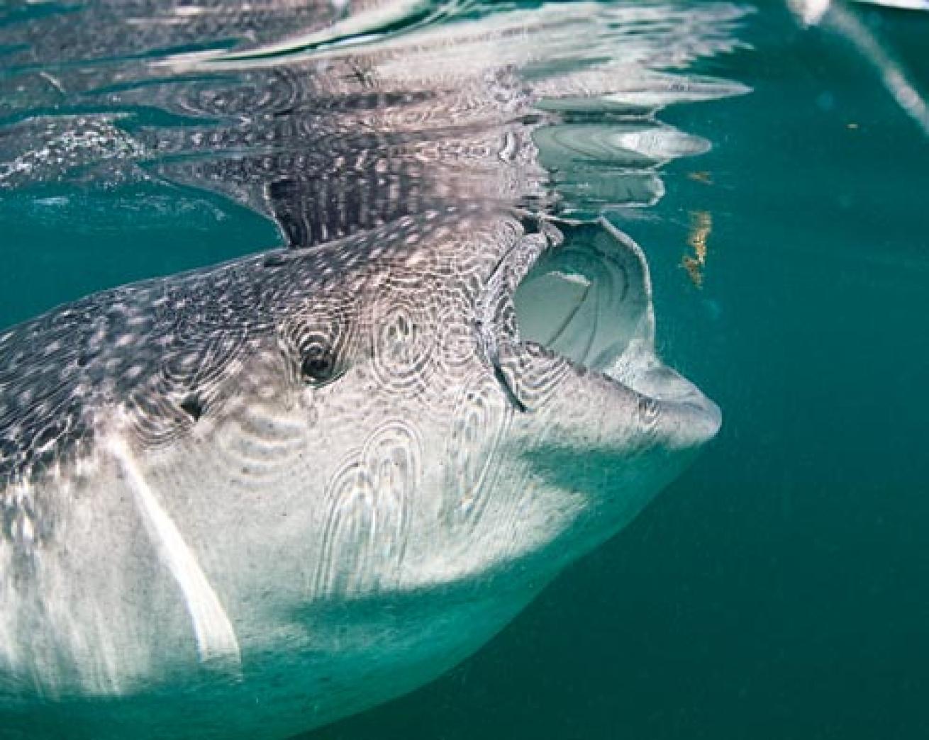 Seven Best Places to Swim with Whale Sharks