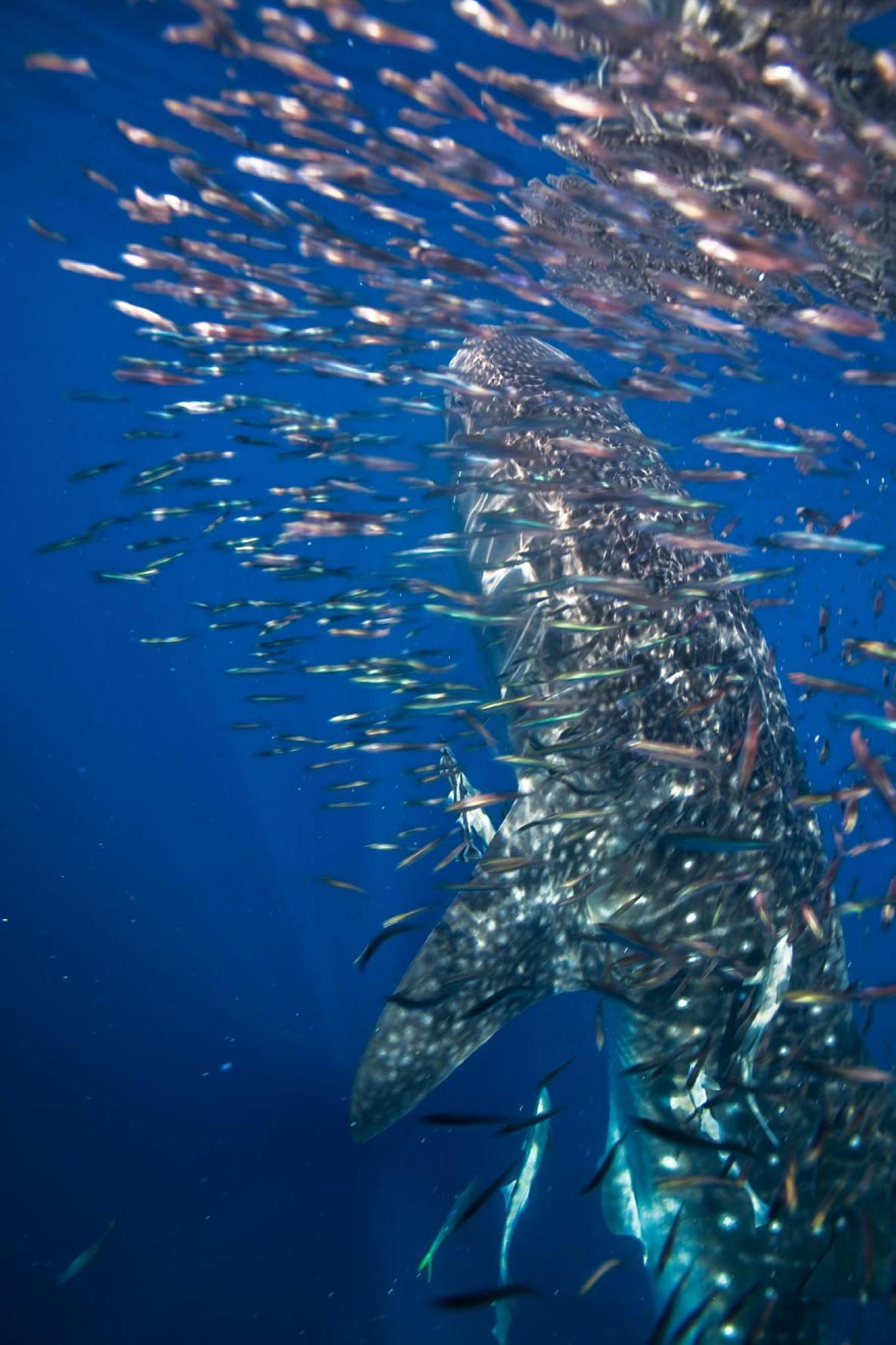 whale shark, Honda Bay, Philippines