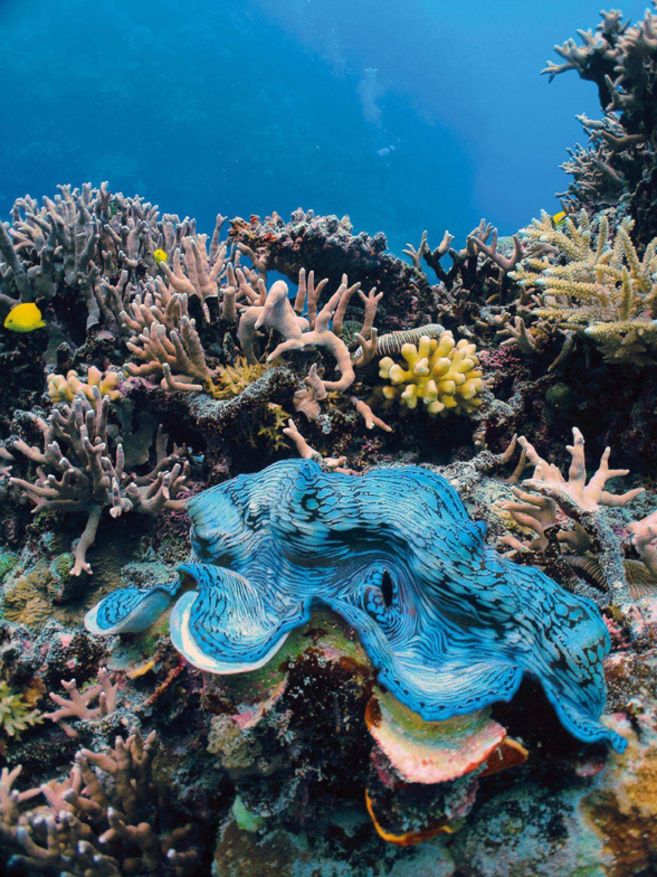 Giant Clams