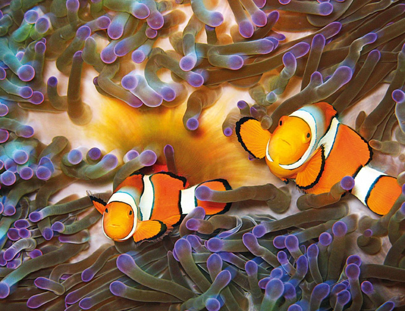 Clownfish