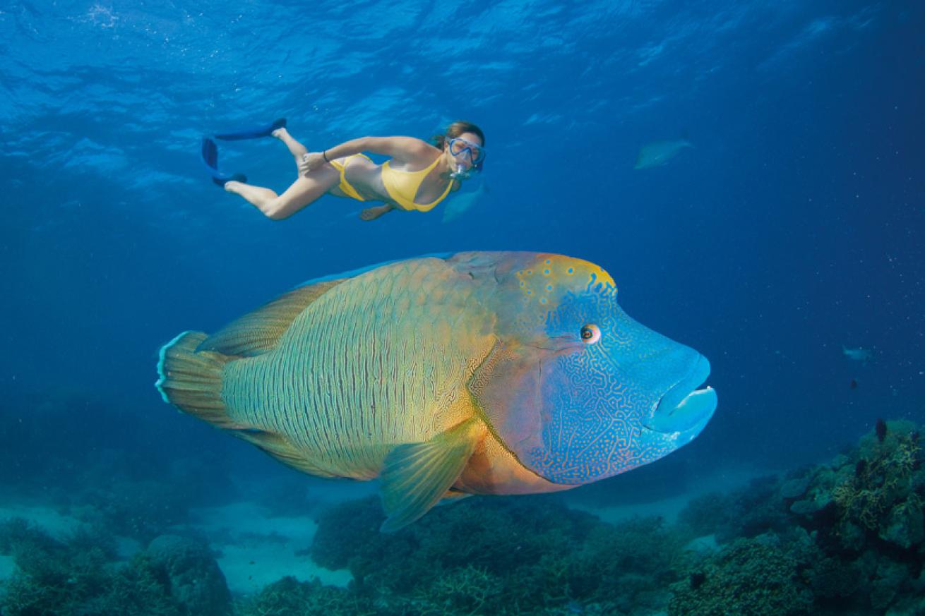 wrasse scuba diving australia