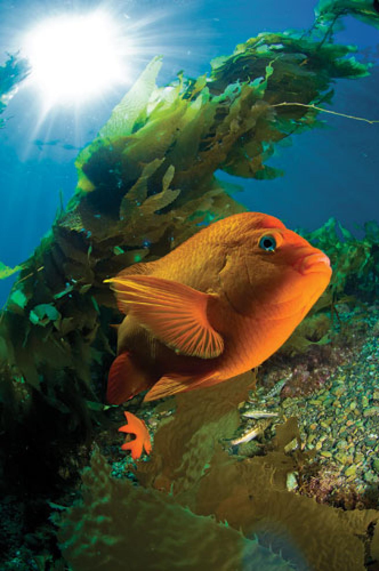 Kelp forest and Garibaldi on Catalina Island, California 