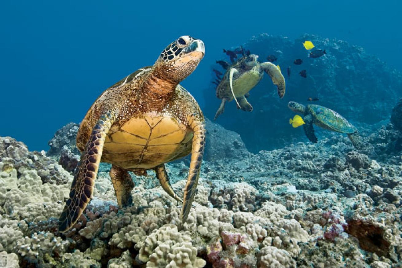 Sea turtle underwater photo at five caves scuba diving site in Maui, Hawaii