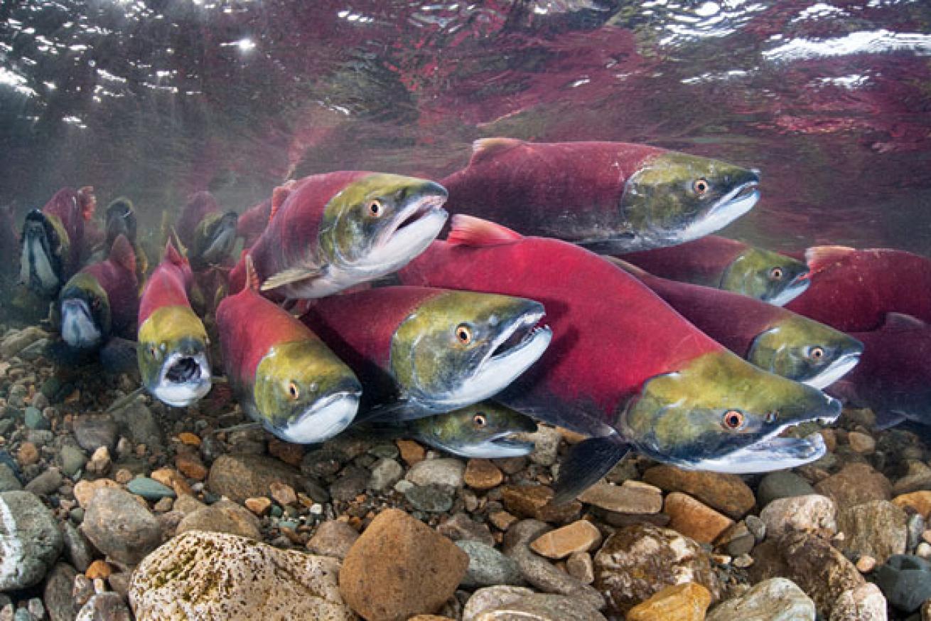 Salmon schooling in Nevada