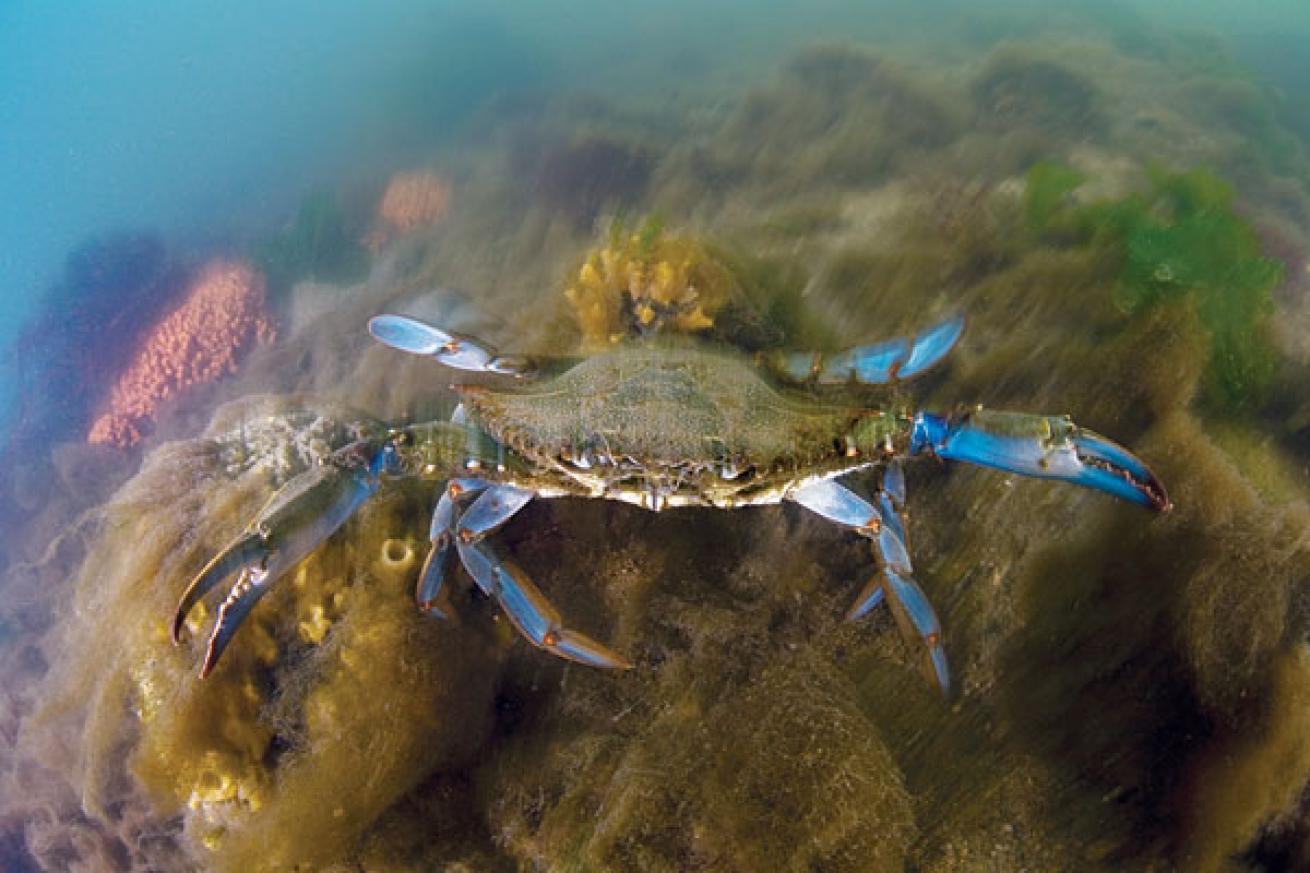 Crab underwater photo from Cape Neddick Lighthouse in Maine