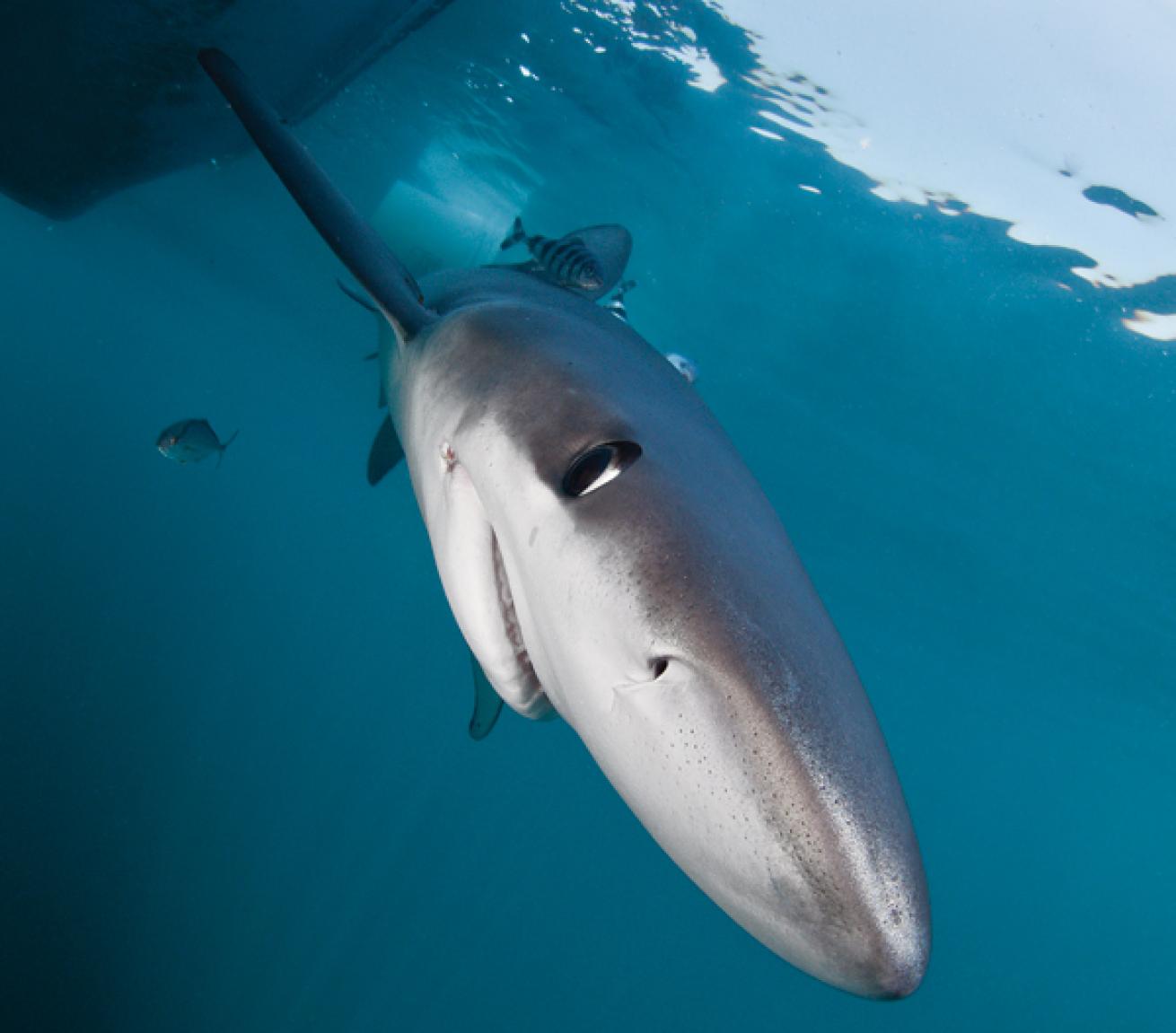 Scuba diving with mako sharks in Montauk, New York