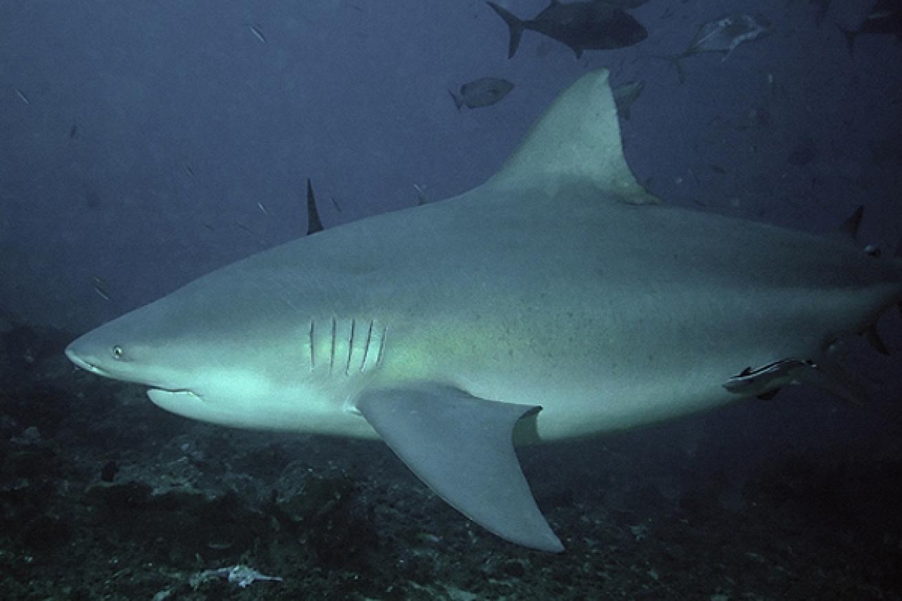 Scuba diving the wreck of the Duane in Key Largo, Florida