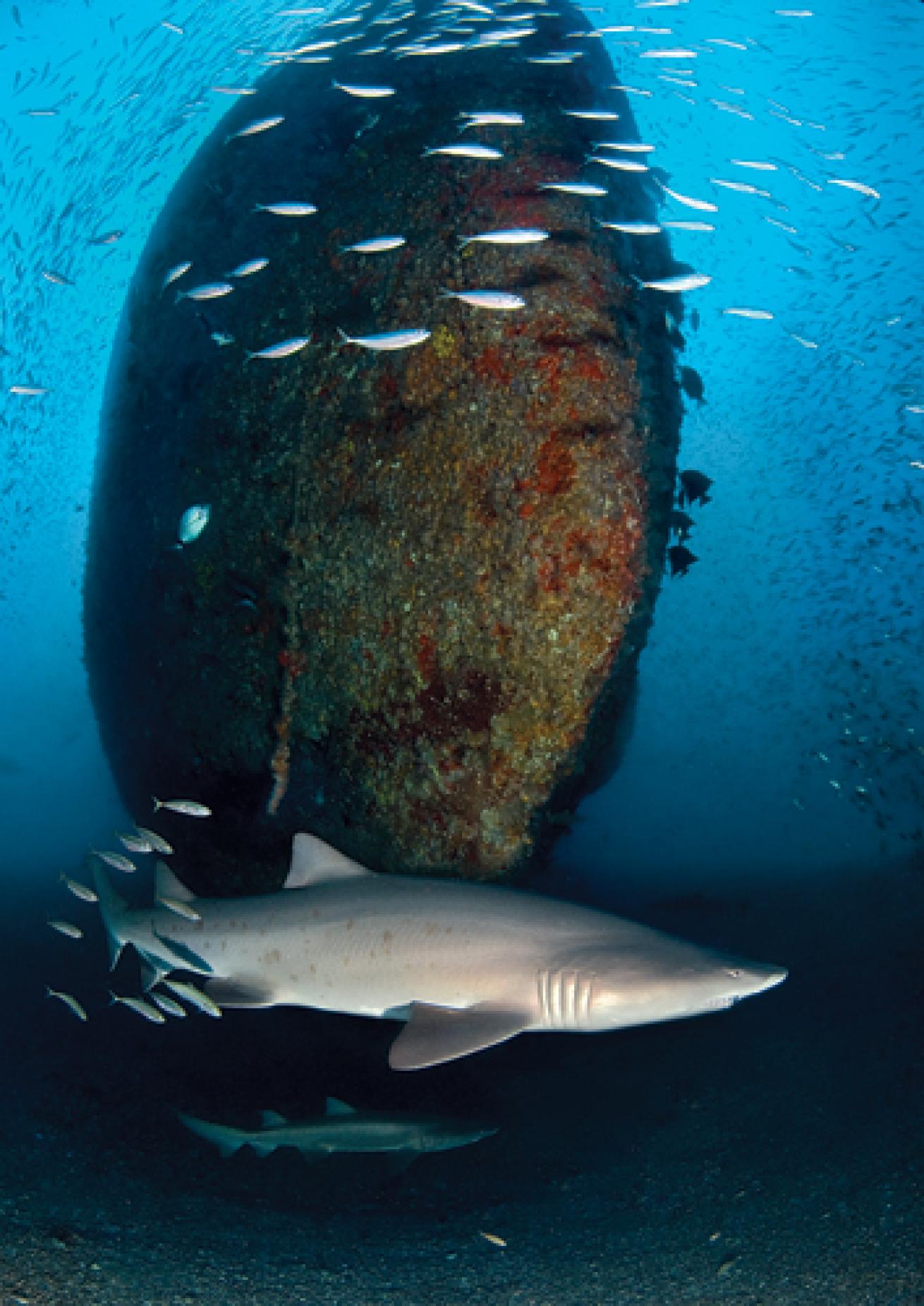 Wreck diving on wrecks with ragged tooth sharks in Beaufort, North Carolina