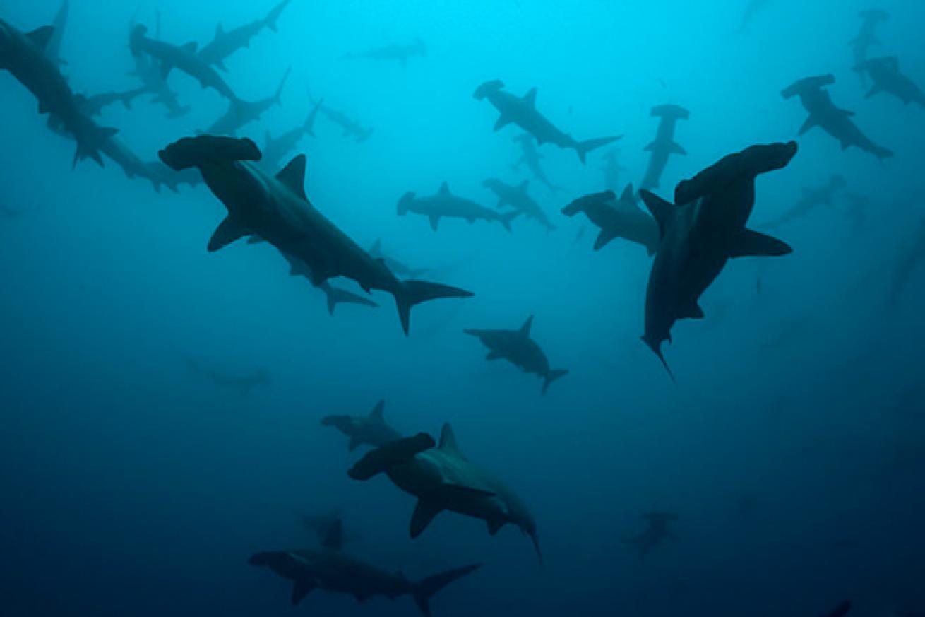 Scuba diving with whale sharks and hammerheads at the Flower Garden Banks in the Gulf of Mexico