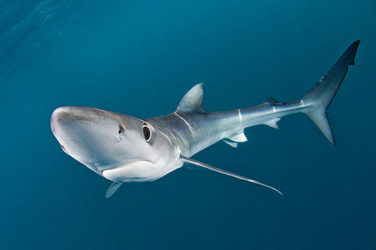 Blue shark underwater photo Santa Barbara Island, California