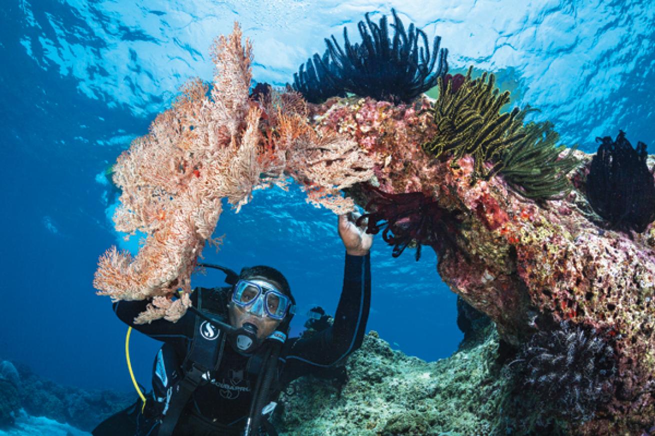 diver touch marine life