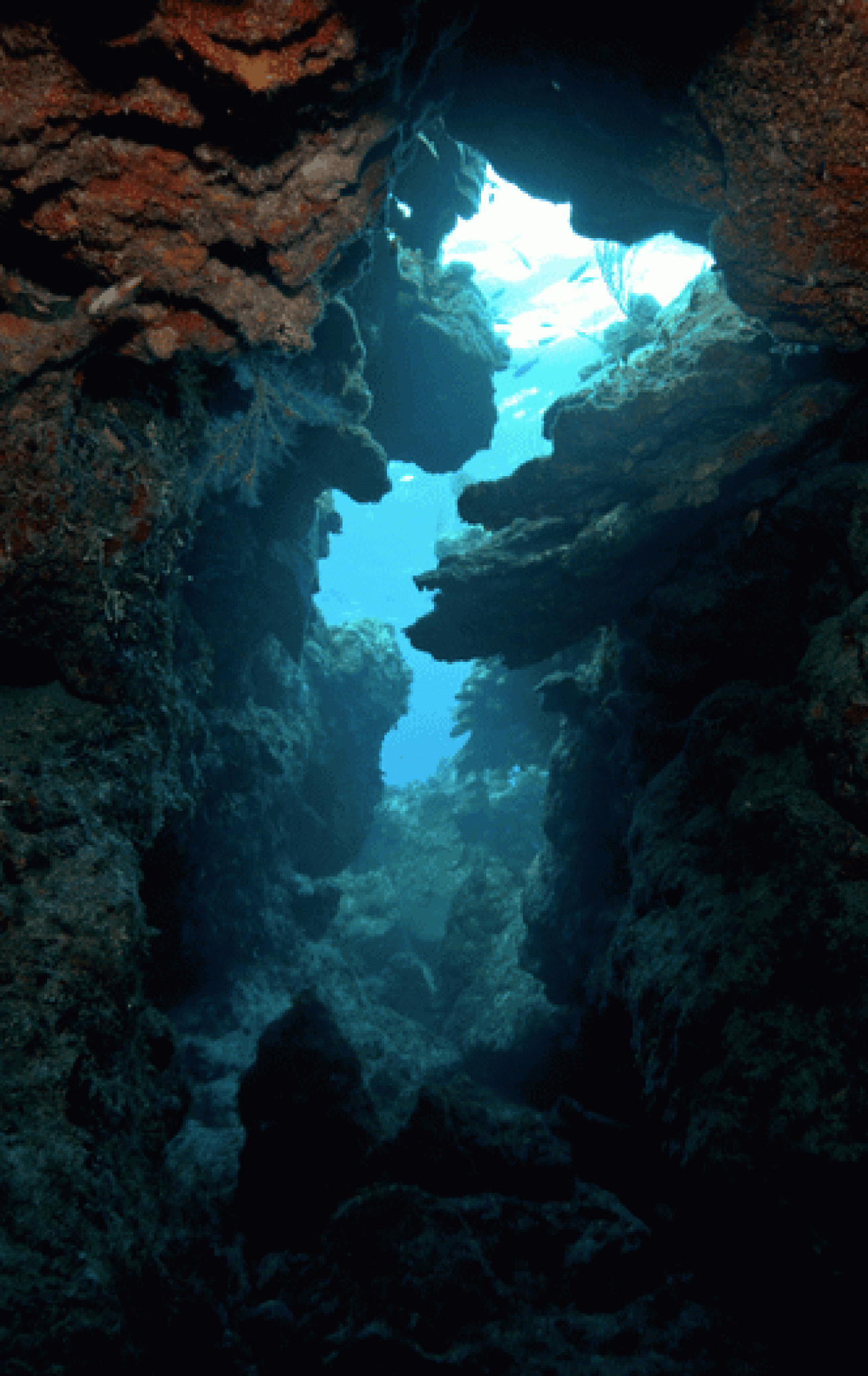 Split Coral Head