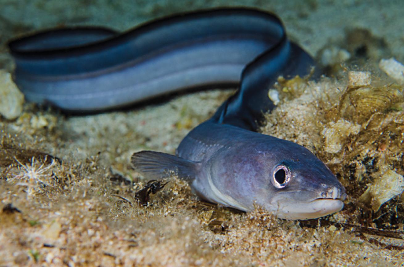 Conger Eels