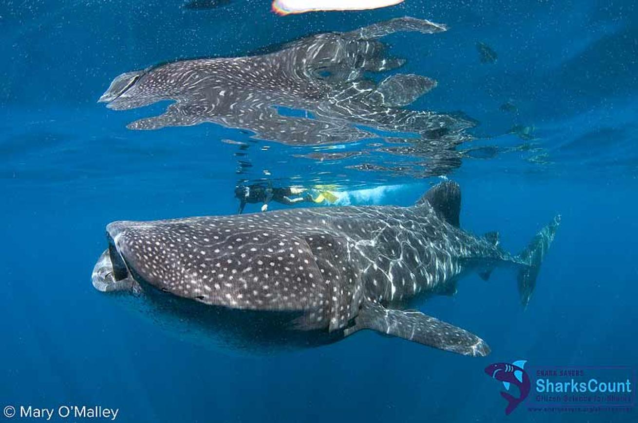whale shark facts