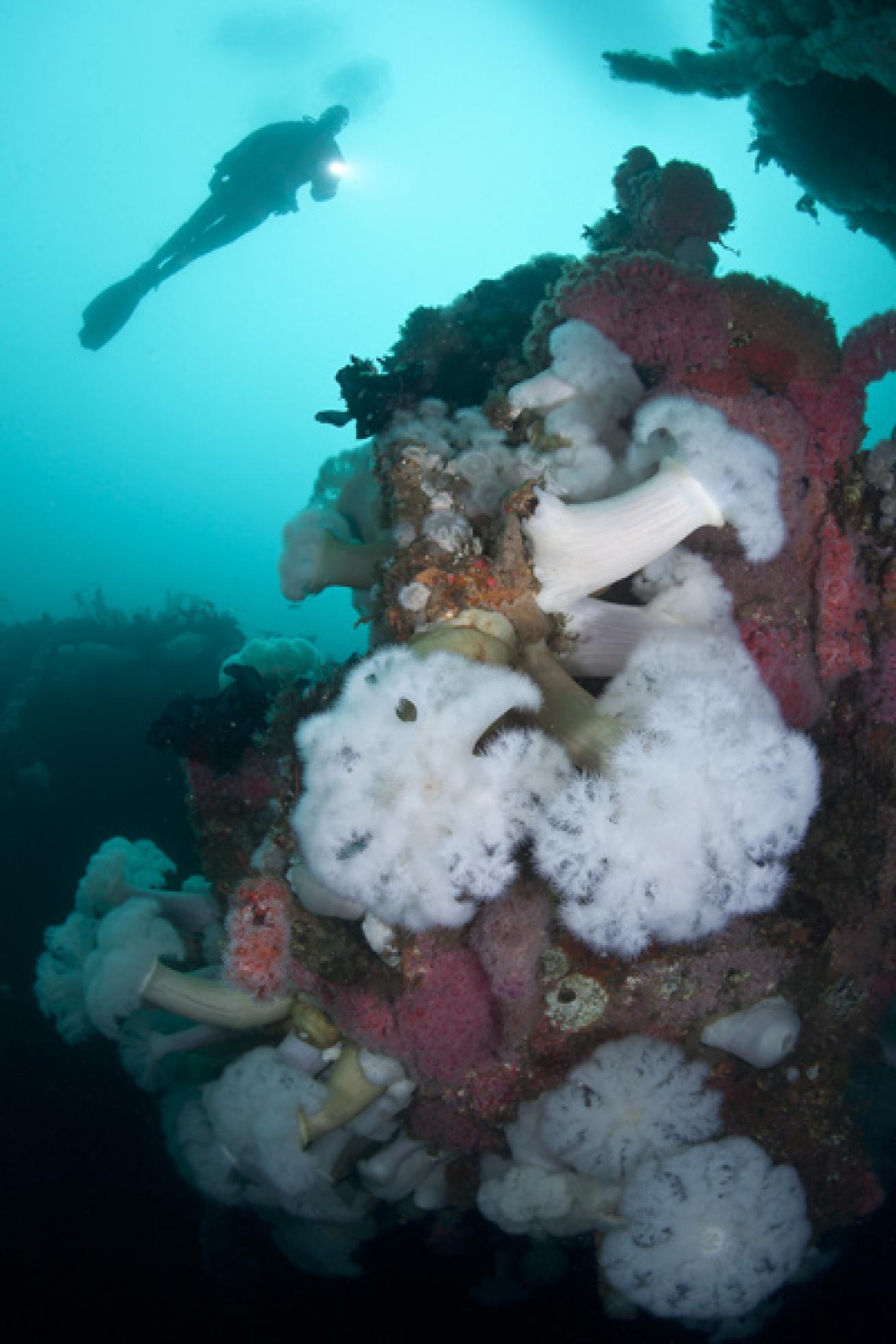 Coral and Anemones on HMCS Yukon