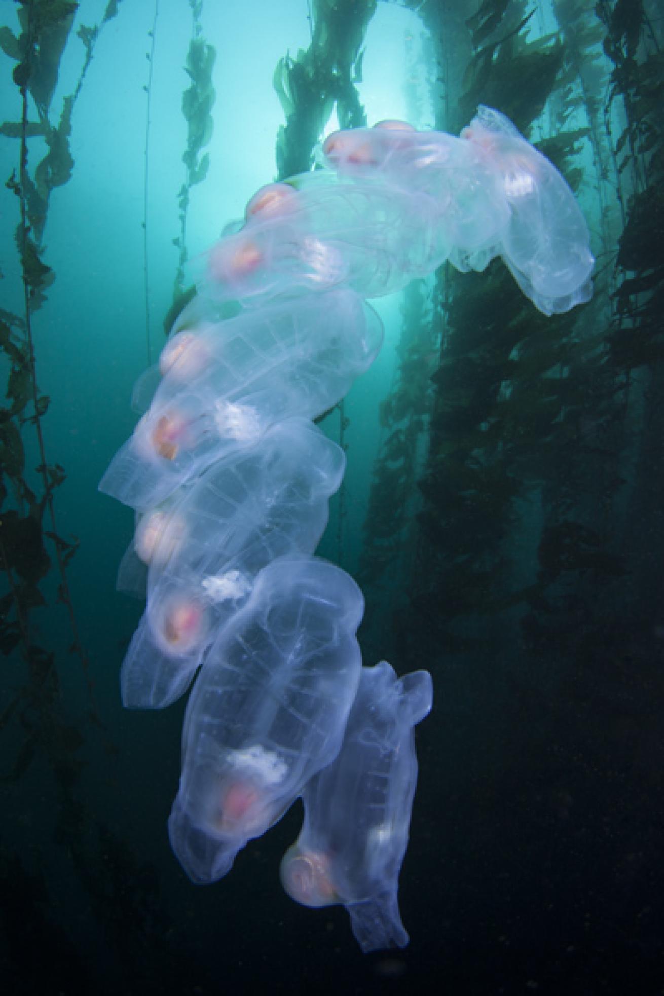 Salp Chain