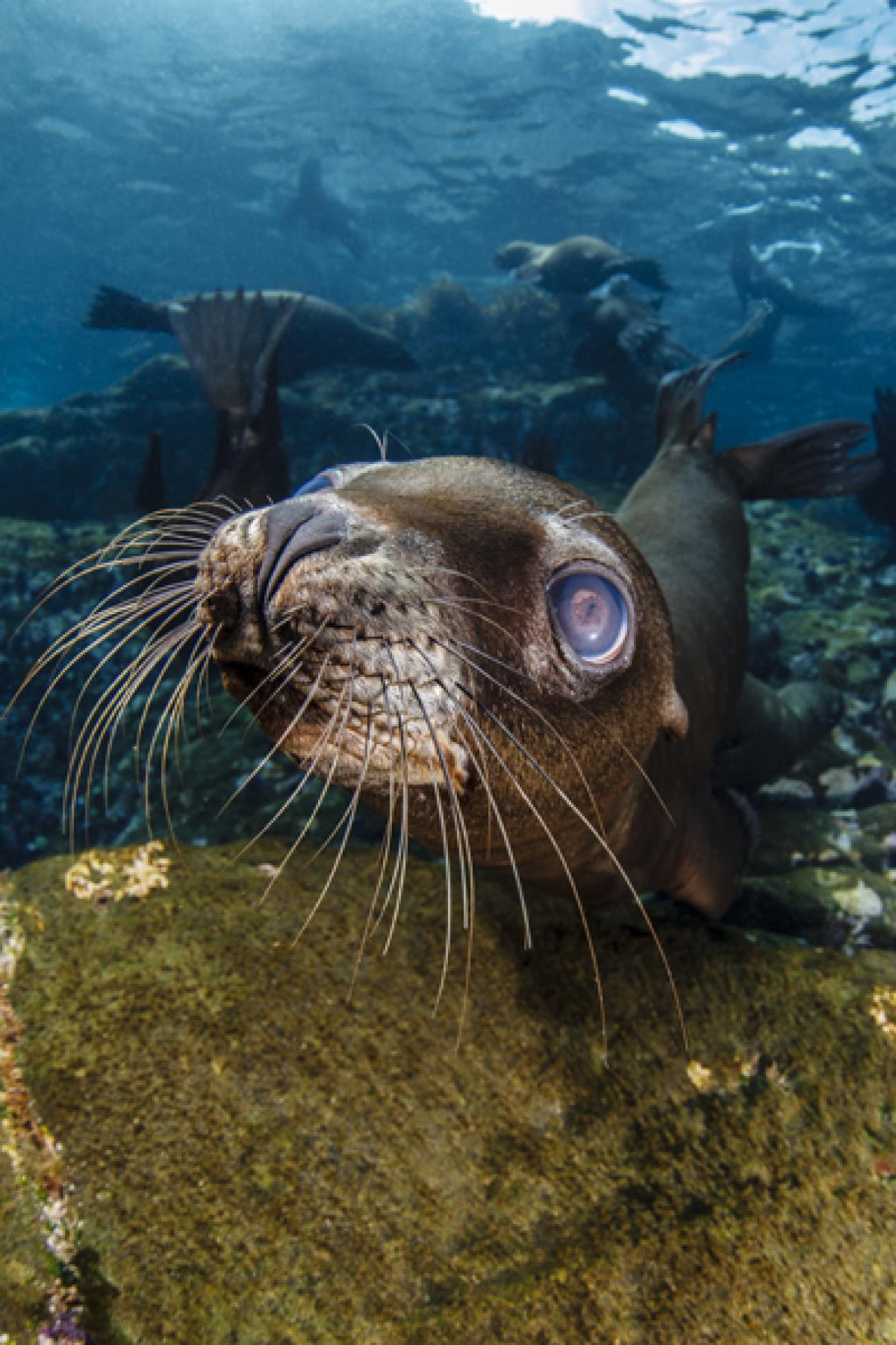 Sea Lion