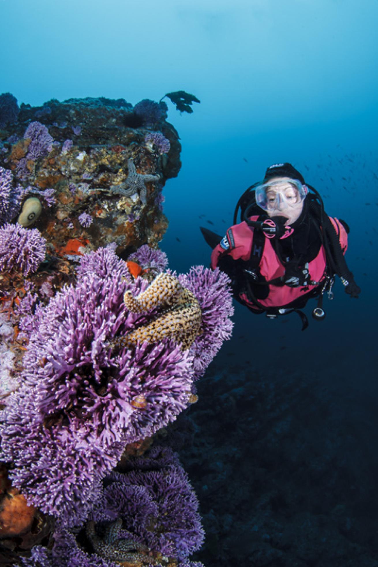 Diving San Clemente Island