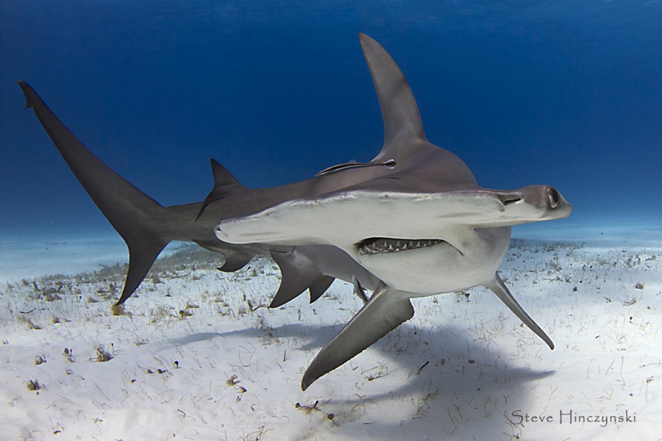 hammerhead shark