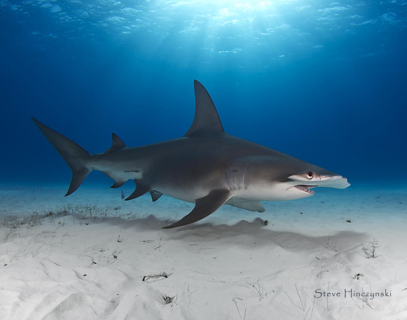 hammerhead shark