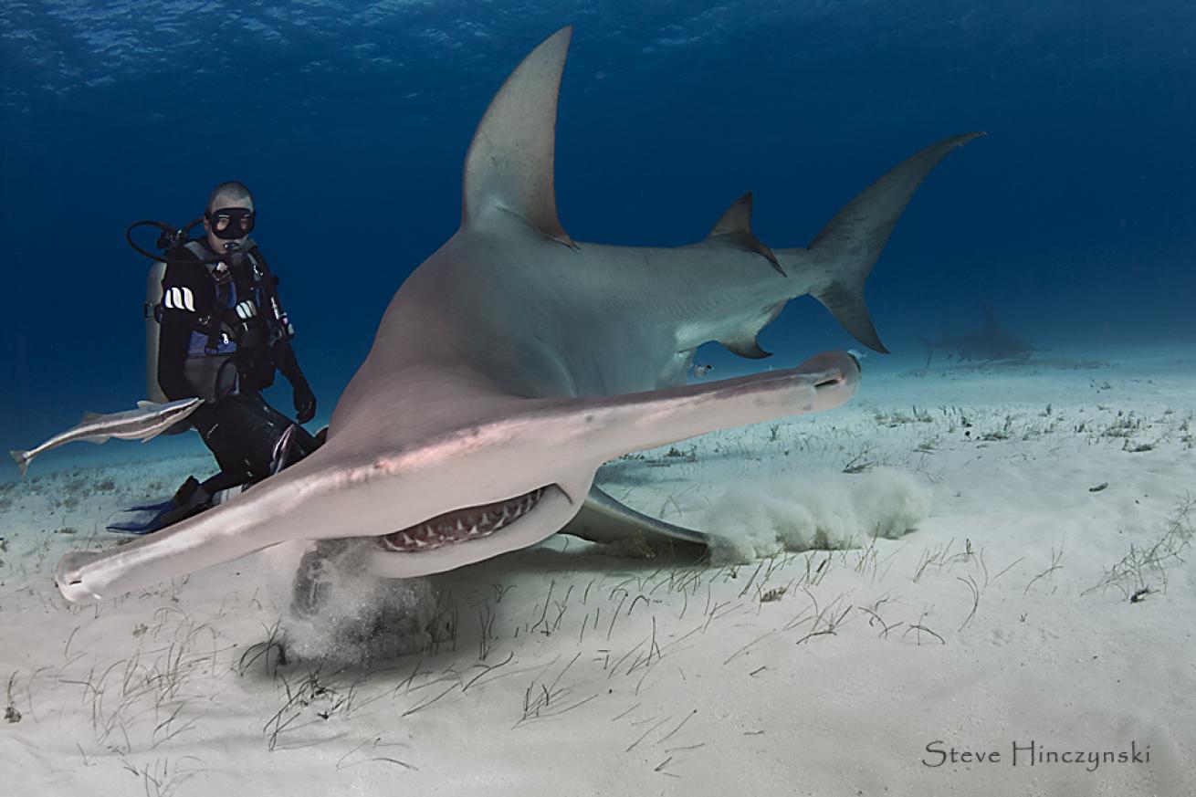 hammerhead shark