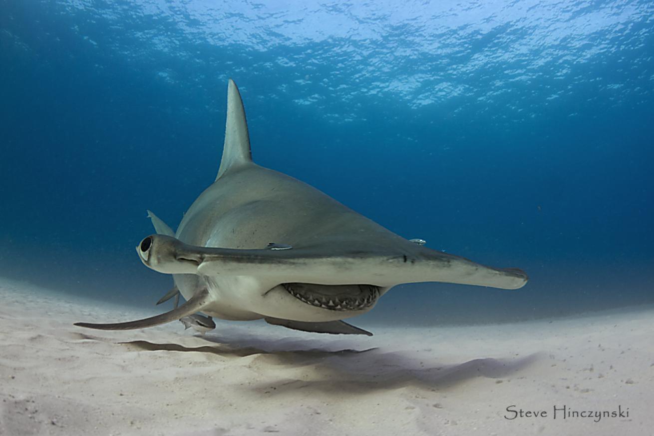 hammerhead shark