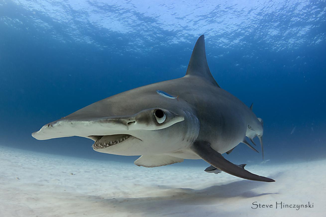 hammerhead shark