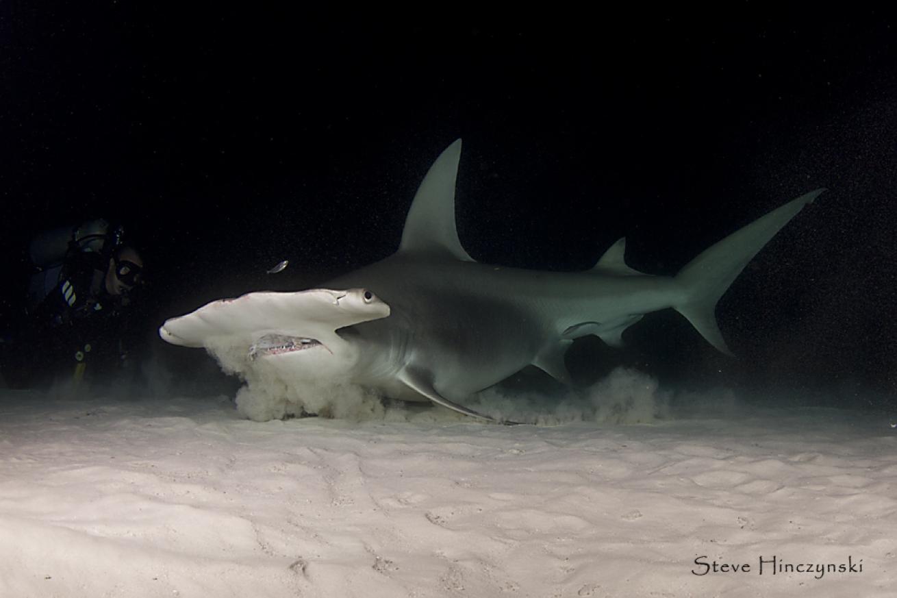 hammerhead shark