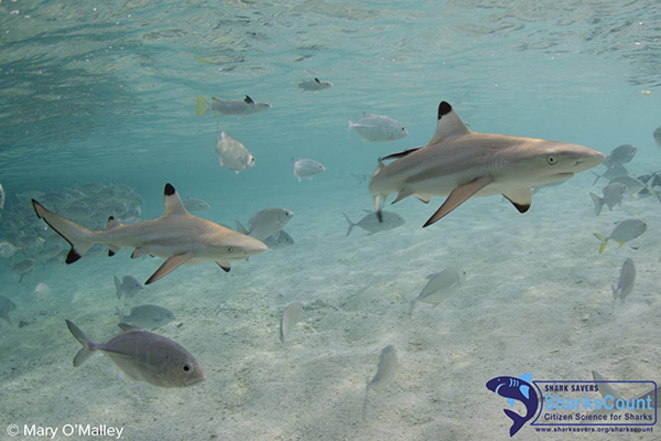 Blacktip Reef Shark