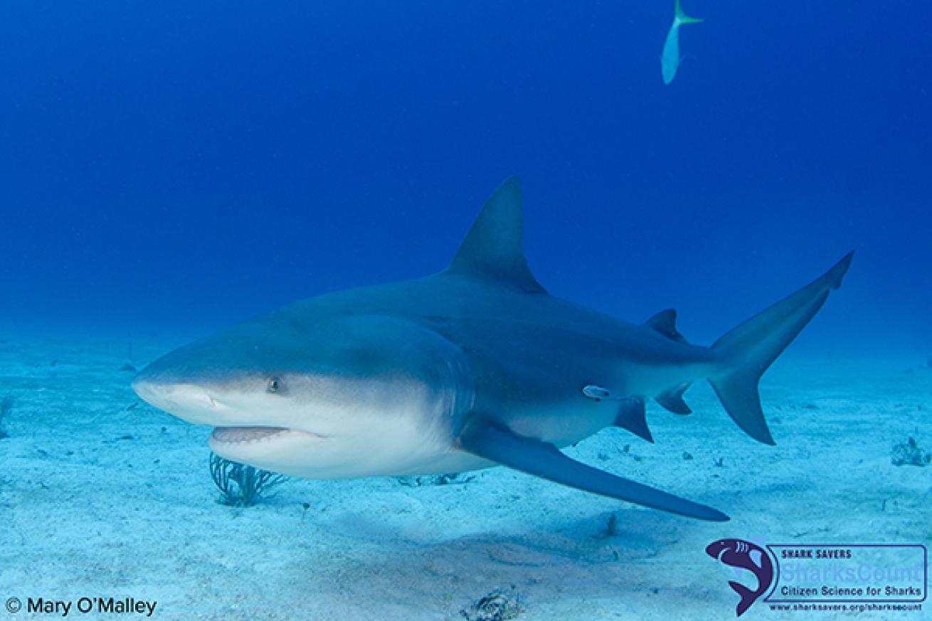 Bull Shark