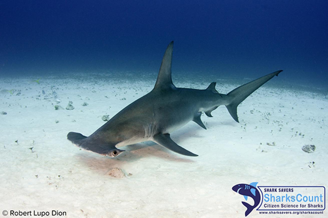 Great Hammerhead Shark