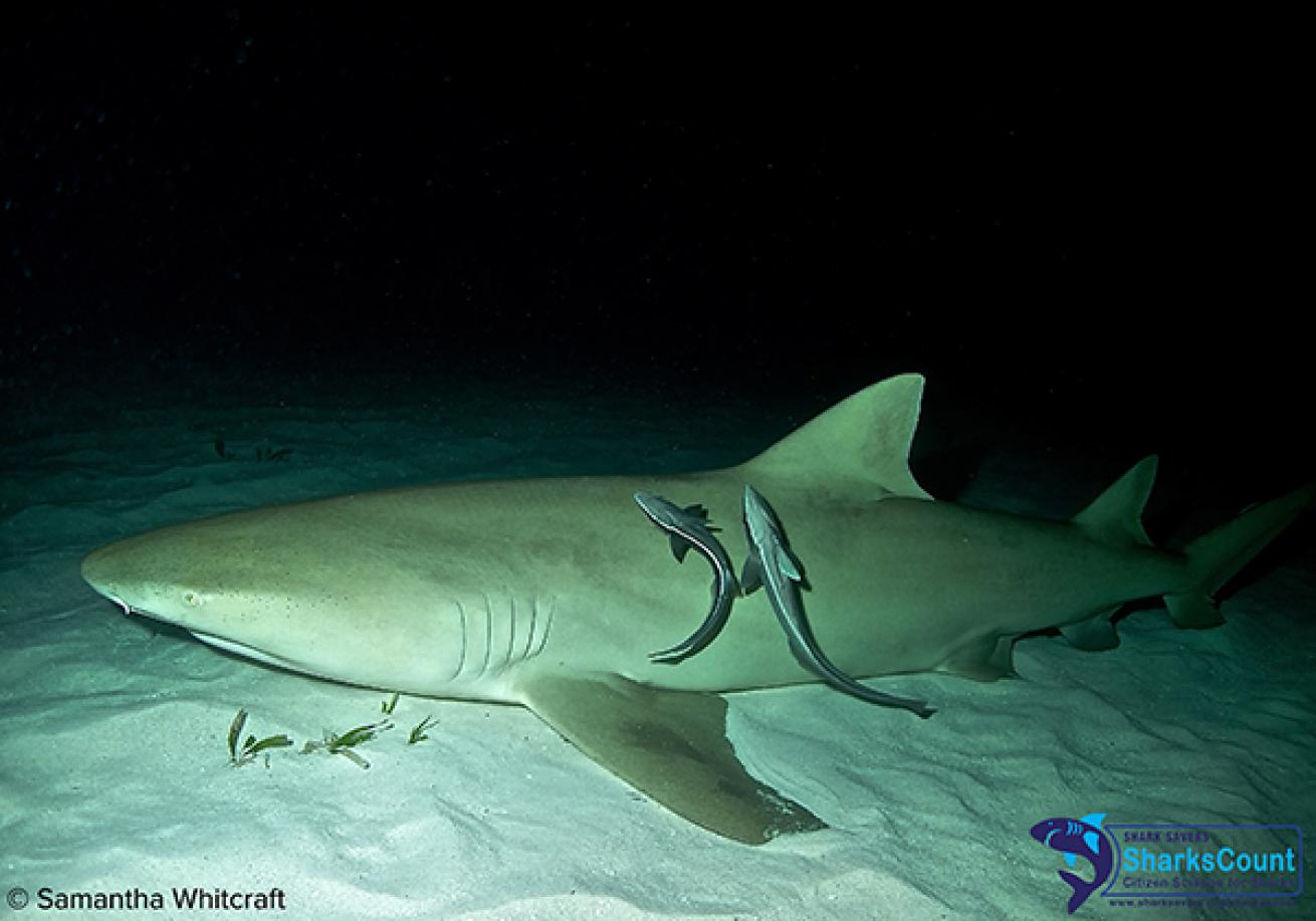 Lemon Shark