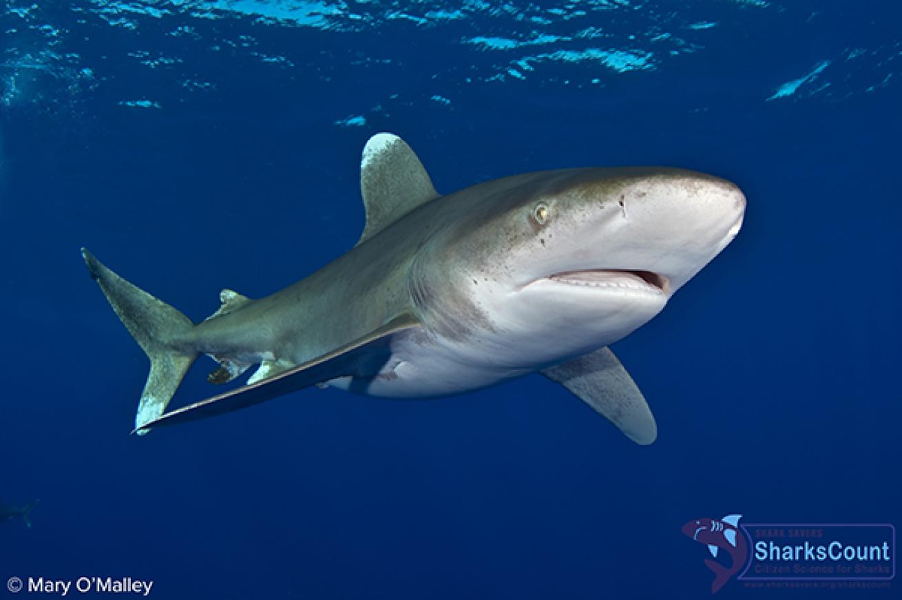 Oceanic Whitetip Shark