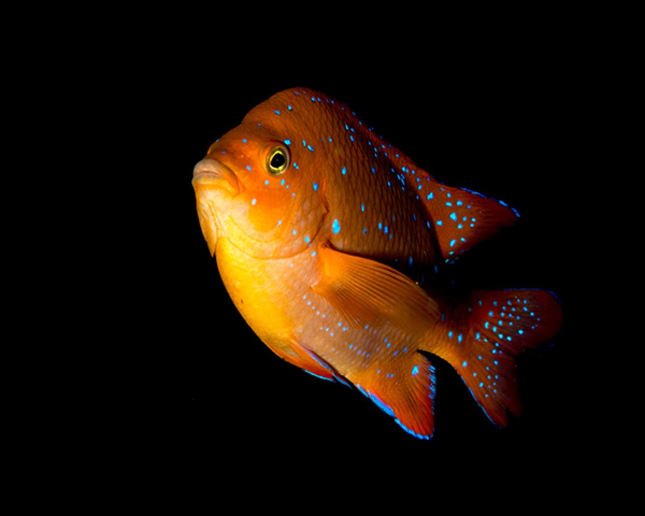 Juvenile garibaldi