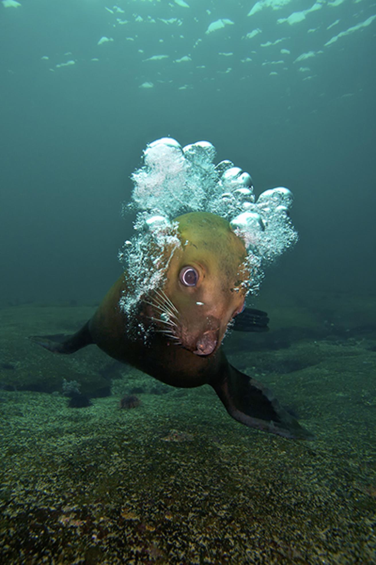 Playful Pinniped