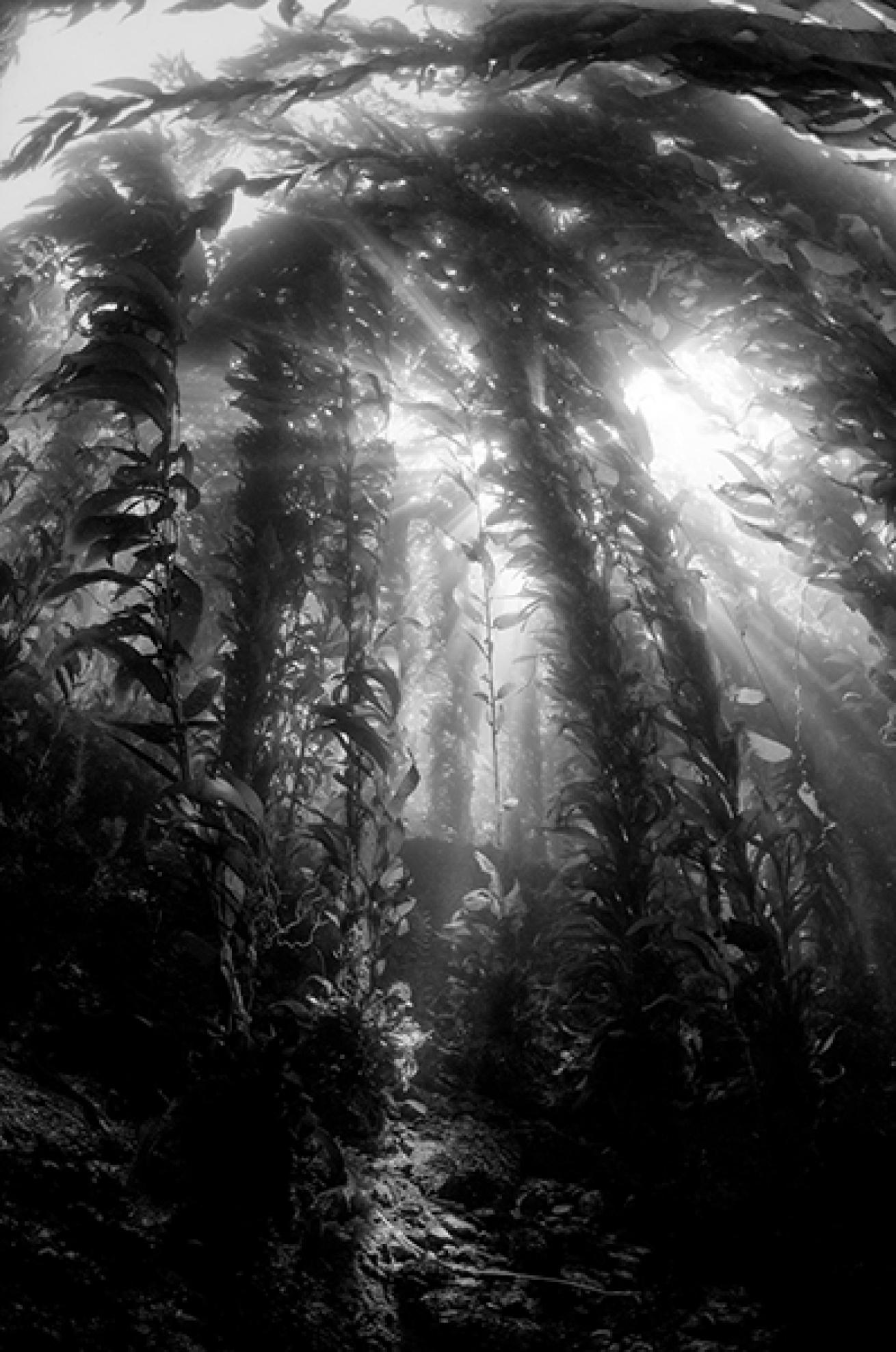 Kelp Forest