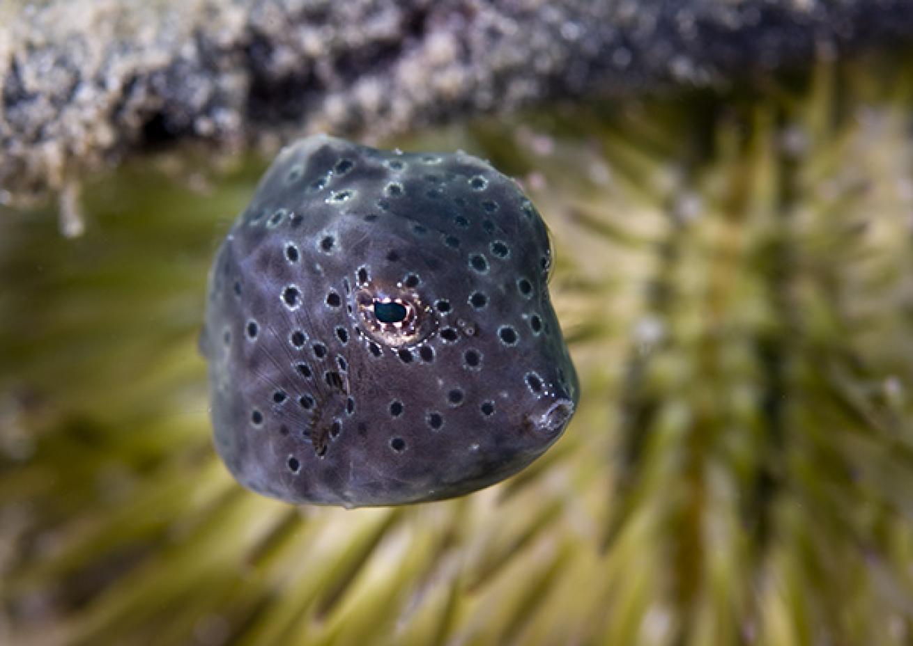 Buffalo Trunkfish