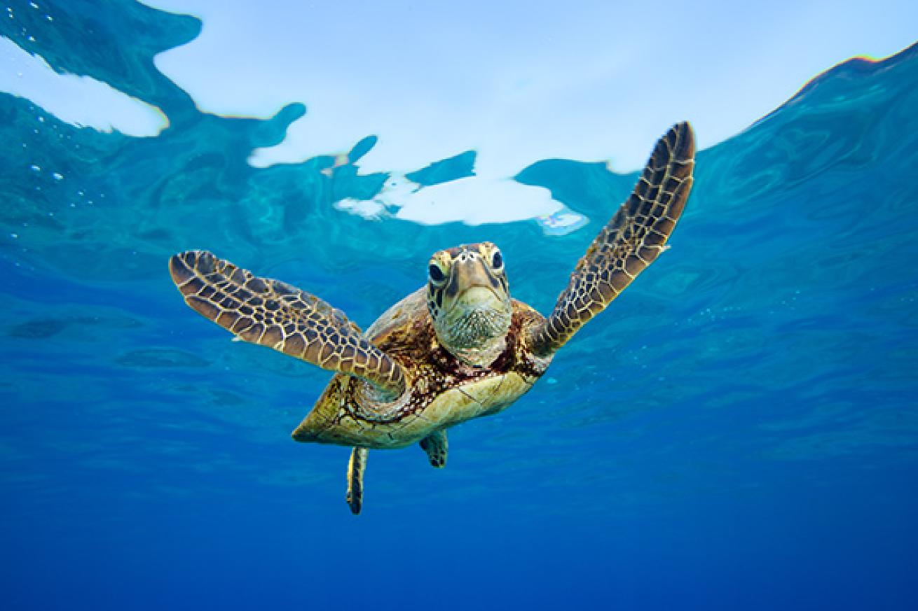 Sea Turtles