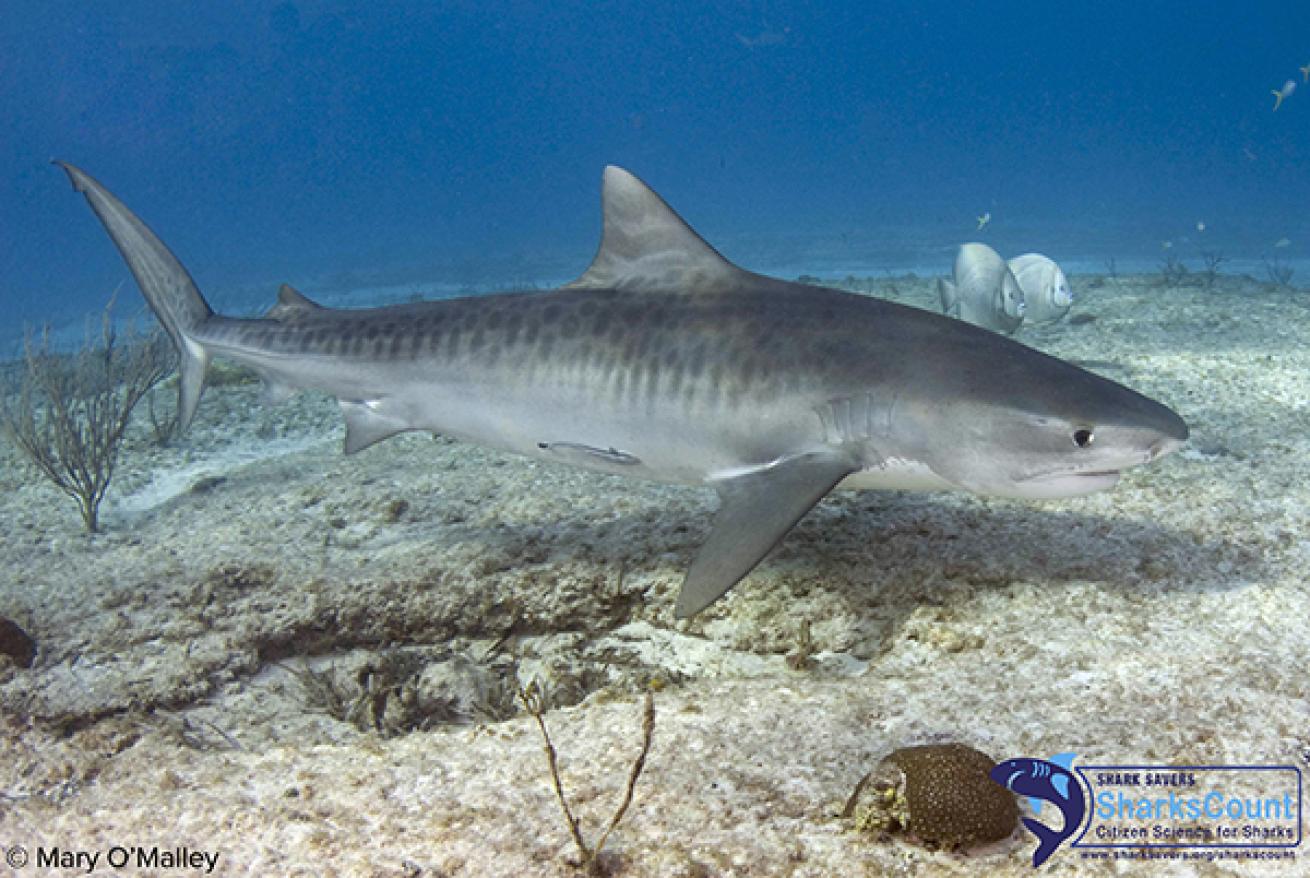 Tiger Shark 