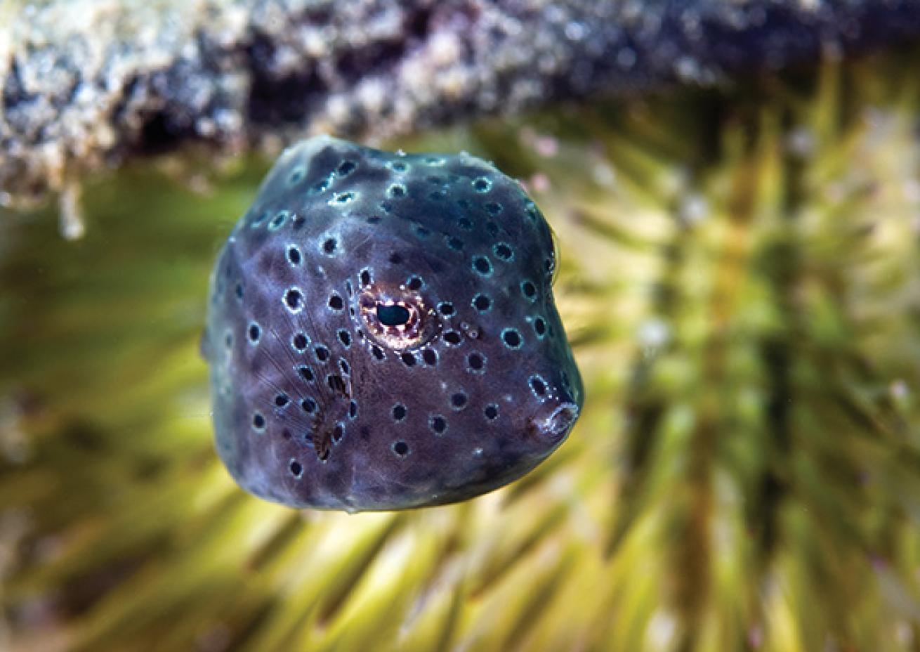 scuba diving with trunkfish 