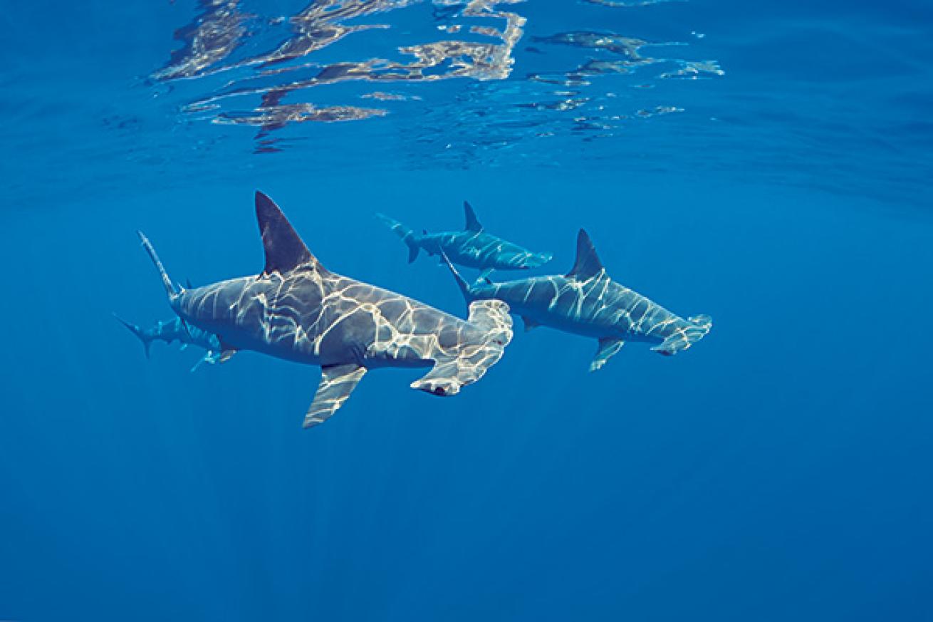 scuba diving with scalloped hammerheads