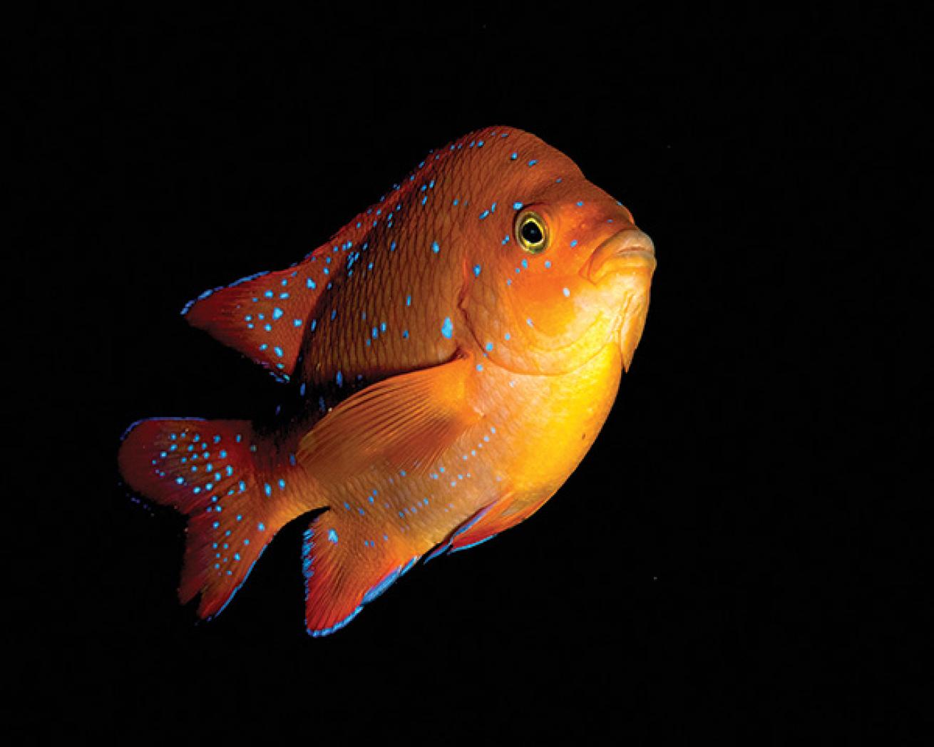 Juvenile garibaldi 