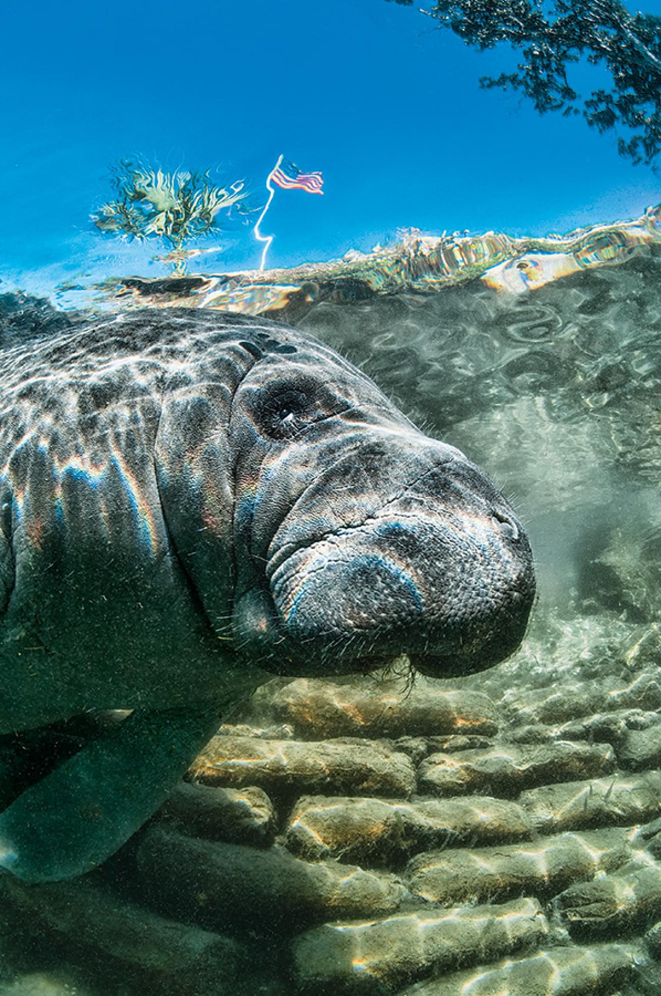 scuba diving with manatees