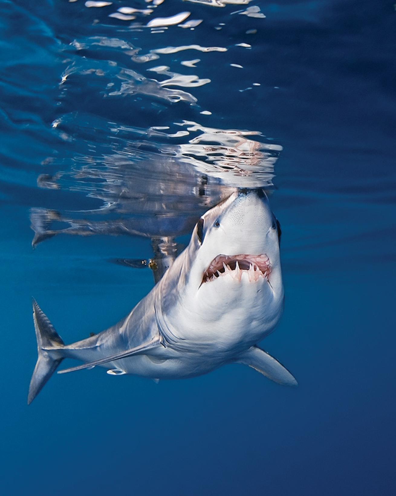 scuba diving with mako shark 