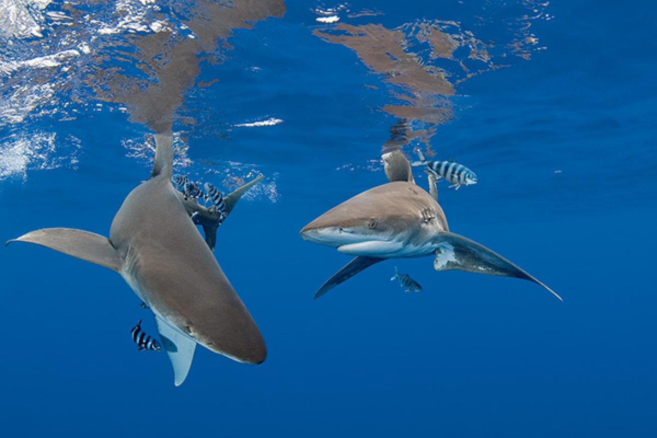 scuba diving with oceanic whitetips
