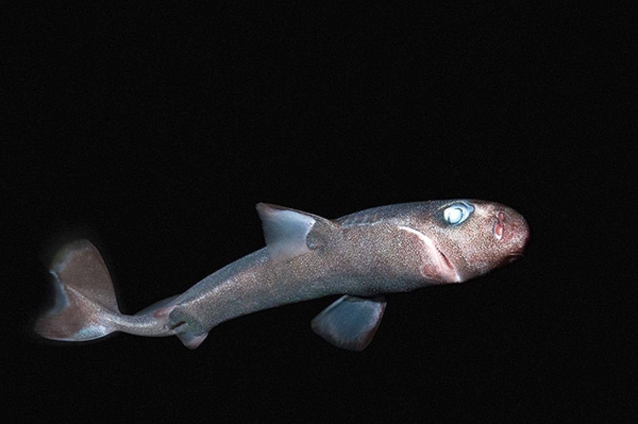 scuba diving with pygmy shark 